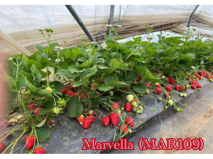 Клубника ранняя Марвелла - Marvella (MAR109) саженцы