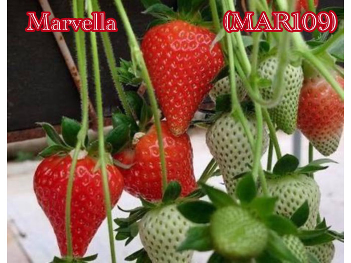 Клубника ранняя Марвелла - Marvella (MAR109) саженцы