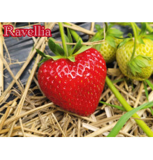 Клубника ранняя Равеллия «Ravellia» саженцы