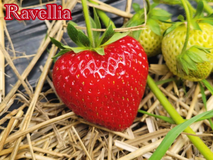 Клубника ранняя Равеллия «Ravellia» саженцы