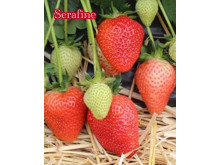 Клубника ранняя Серафин «Serafine» саженцы