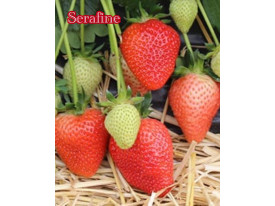 Клубника ранняя Серафин «Serafine» саженцы