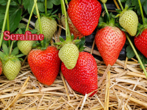 Клубника ранняя Серафин «Serafine» саженцы