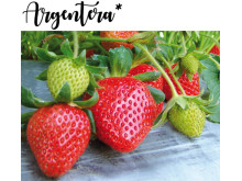 Клубника поздняя Аргентера саженцы