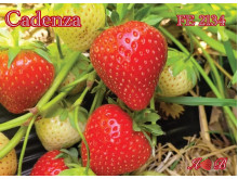 Клубника поздняя Каденция Cadenza саженцы