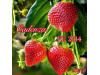 Клубника поздняя Каденция Cadenza саженцы