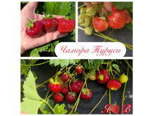 Клубника поздняя Чамора Туруси саженцы