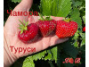 Клубника поздняя Чамора Туруси саженцы