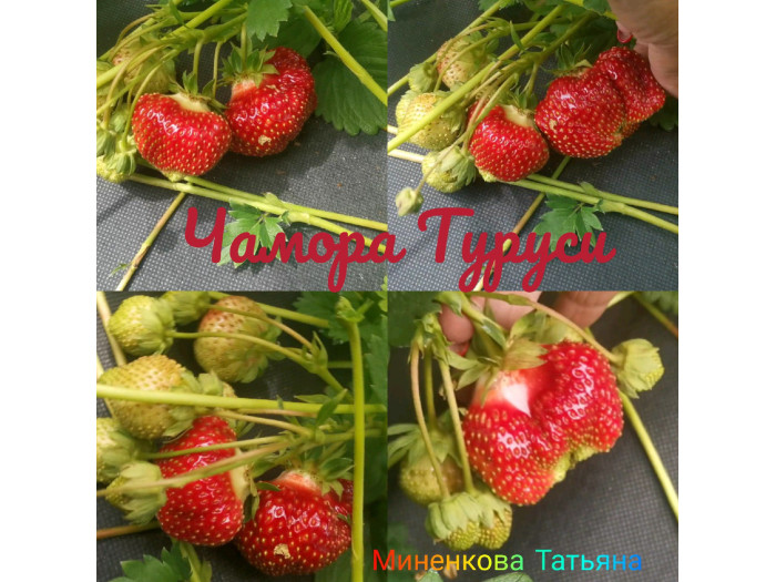Клубника поздняя Чамора Туруси саженцы