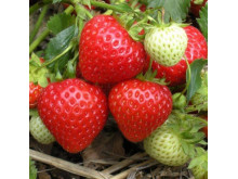 Клубника ранняя Элли саженцы