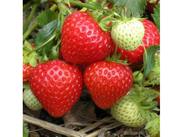 Клубника ранняя Элли саженцы