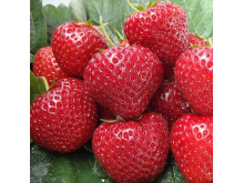 Клубника ранняя Эльсанта саженцы