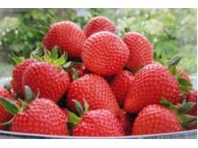 Клубника средняя Фея саженцы