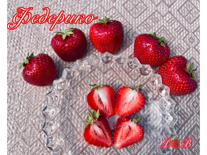 Клубника поздняя Федерико саженцы