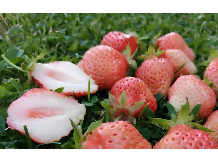 Клубника средняя Финская розовая саженцы