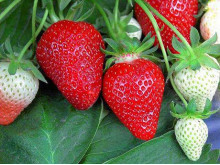 Клубника ранняя Флер саженцы