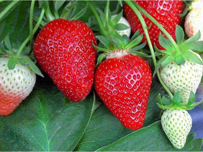 Клубника ранняя Флер саженцы