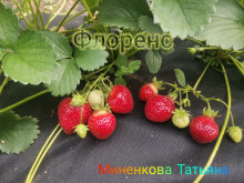 Клубника поздняя Флоренс саженцы