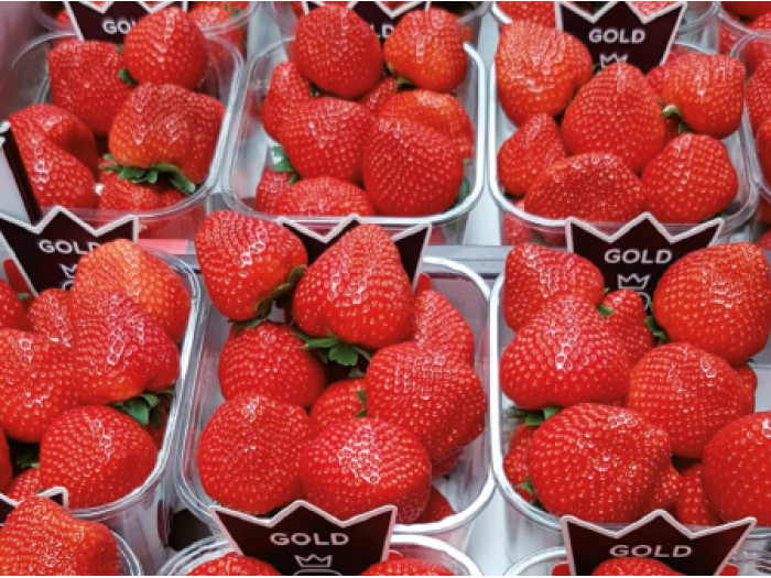 Клубника средняя Лималексия саженцы