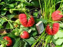 Клубника поздняя Лорд саженцы