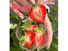Клубника поздняя Мариека саженцы
