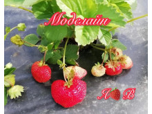 Клубника ранняя Моделайн саженцы