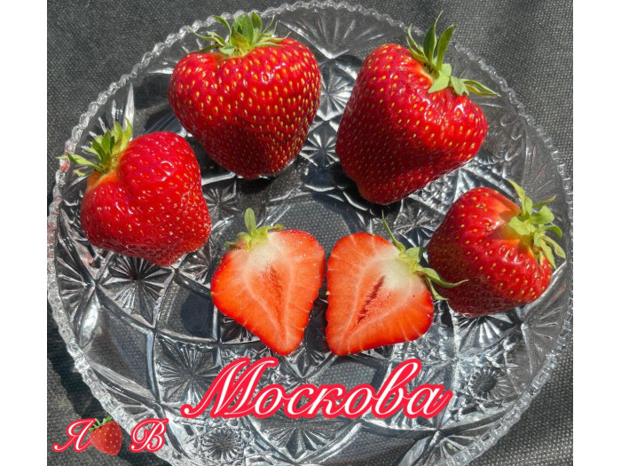 Клубника поздняя Москова саженцы