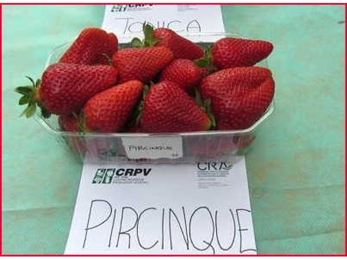 Клубника ранняя Перчинкью (Pircinque) саженцы