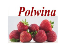 Клубника средняя Полвина саженцы