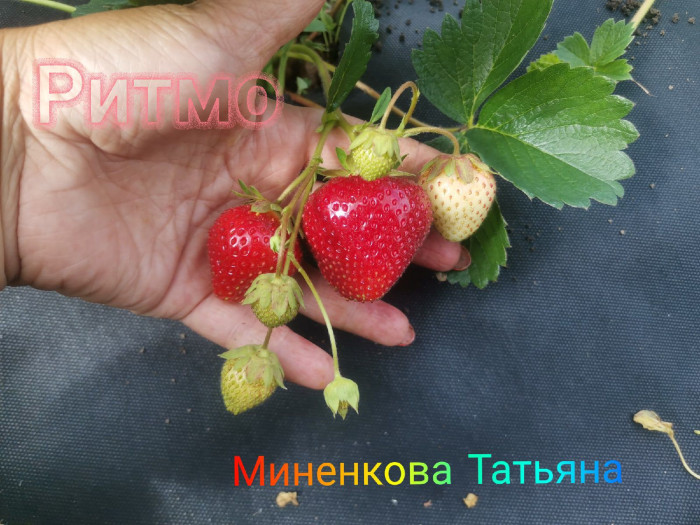 Клубника поздняя Ритмо саженцы