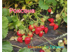 Клубника поздняя Роксана саженцы
