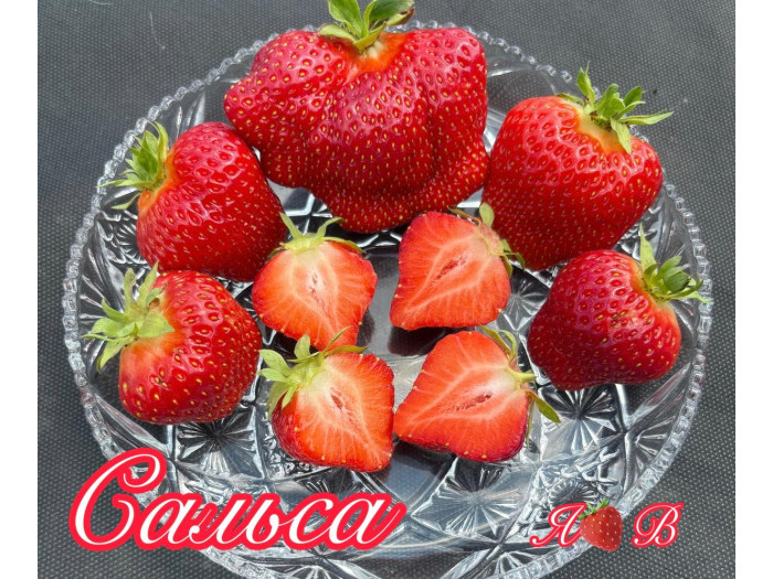 Клубника поздняя Сальса саженцы