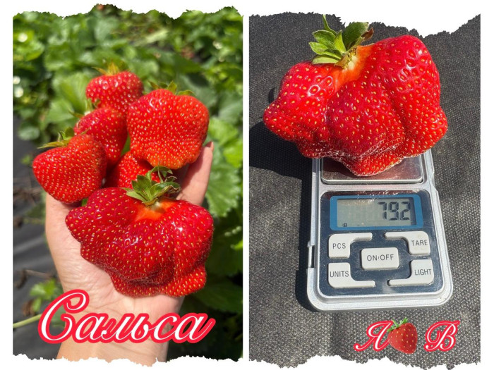 Клубника поздняя Сальса саженцы