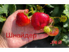 Клубника поздняя шнайдер саженцы