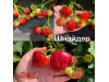 Клубника поздняя шнайдер саженцы
