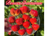 Клубника поздняя Великобритания саженцы