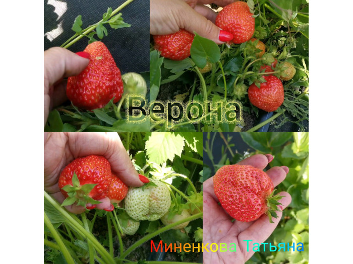Клубника поздняя Верона саженцы
