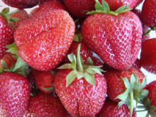 Клубника поздняя Вима Ксима саженцы