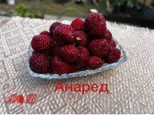 Клубника поздняя Анаред саженцы