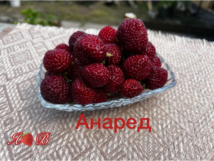 Клубника поздняя Анаред саженцы