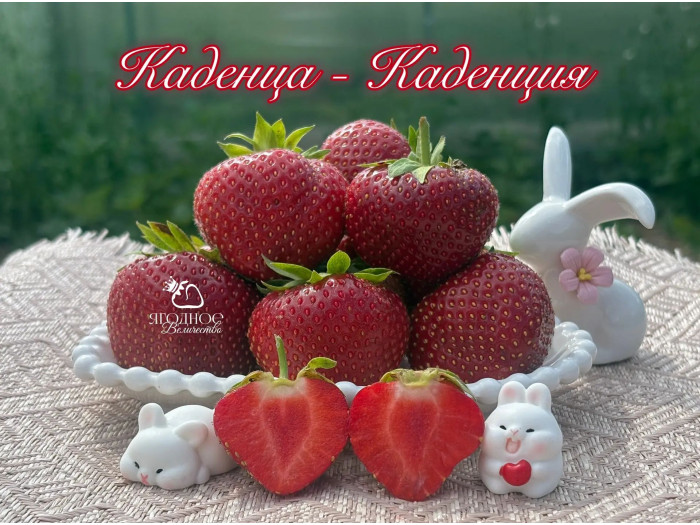 Клубника поздняя Каденция Cadenza саженцы