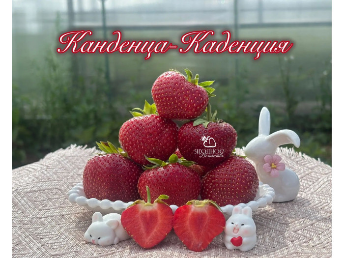 Клубника поздняя Каденция Cadenza саженцы