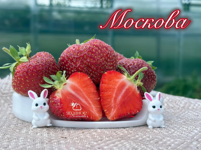 Клубника поздняя Москова саженцы