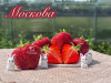 Клубника поздняя Москова саженцы