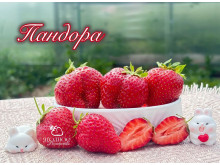 Клубника поздняя Пандора (Malling Pandora) саженцы