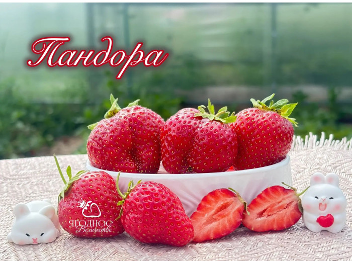 Клубника поздняя Пандора (Malling Pandora) саженцы