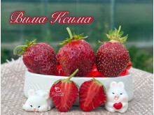 Клубника поздняя Вима Ксима саженцы