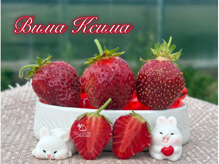 Клубника поздняя Вима Ксима саженцы