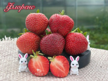 Клубника поздняя Флоренс саженцы