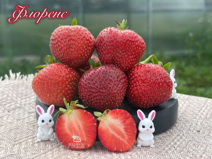 Клубника поздняя Флоренс саженцы